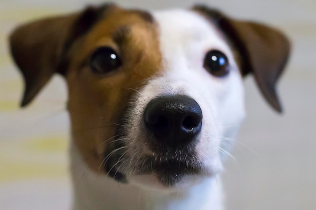 Jack Russell a dog's nose