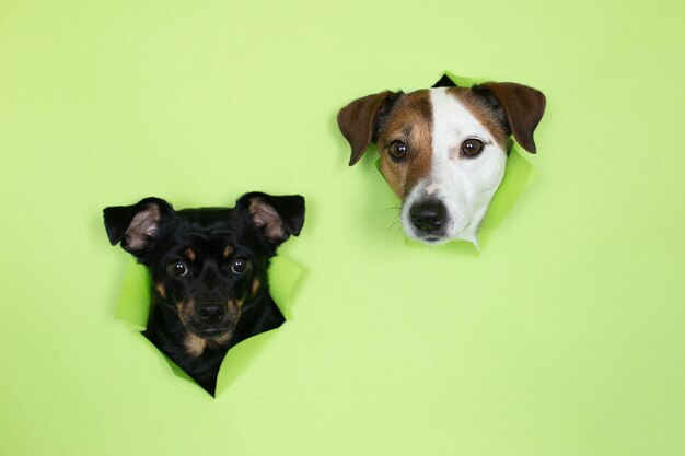 Jack Russell dog and a small black dog on a green background. Two dogs' muzzles emerge from the burrow against a colored background.