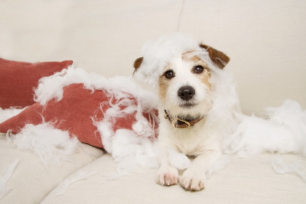 Jack russell cane su un divano con espressione innocente dopo il morso e distruggere un cuscino per la casa.