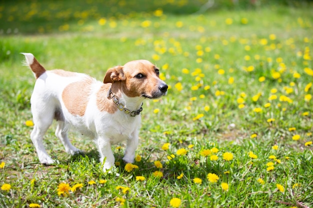 ジャックラッセル犬は緑の芝生の上に立っています