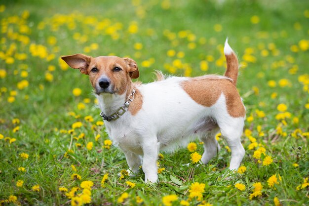 ジャックラッセル犬は緑の芝生の上に立っています