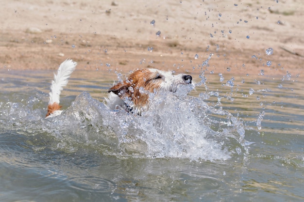 ビーチでジャックラッセル犬水泳