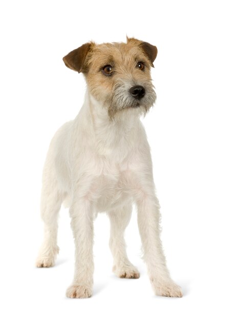 Jack russell dog