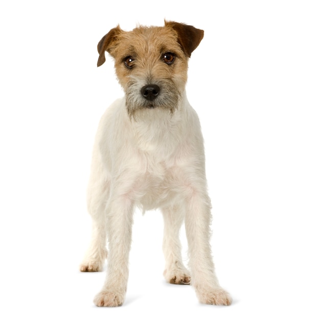 Jack russell dog