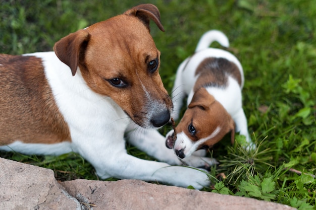 Jack russell dogs playing on grass meadow. Puppy and adult dog outside in the park, summer.