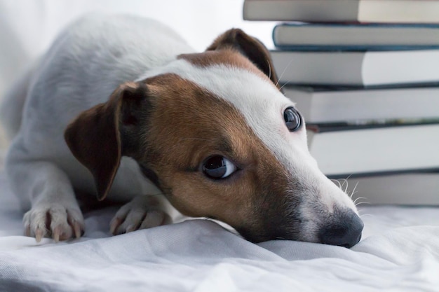 Jack Russell en boeken op een geïsoleerde achtergrond