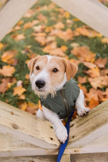 Jack Russell-hond die een jasje draagt