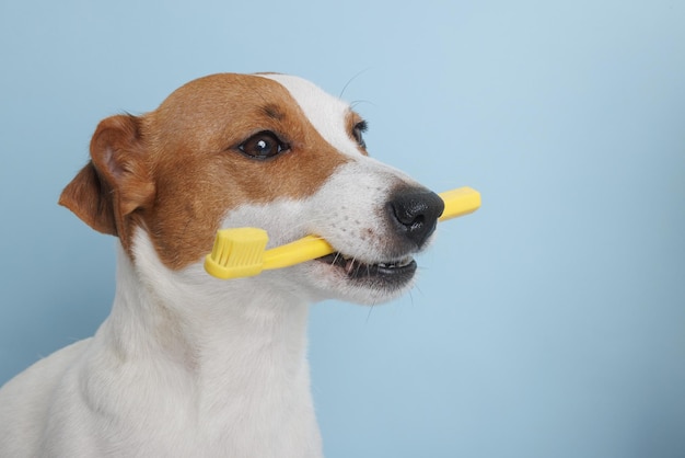 Foto jack russell-hond die een tandenborstel houdt