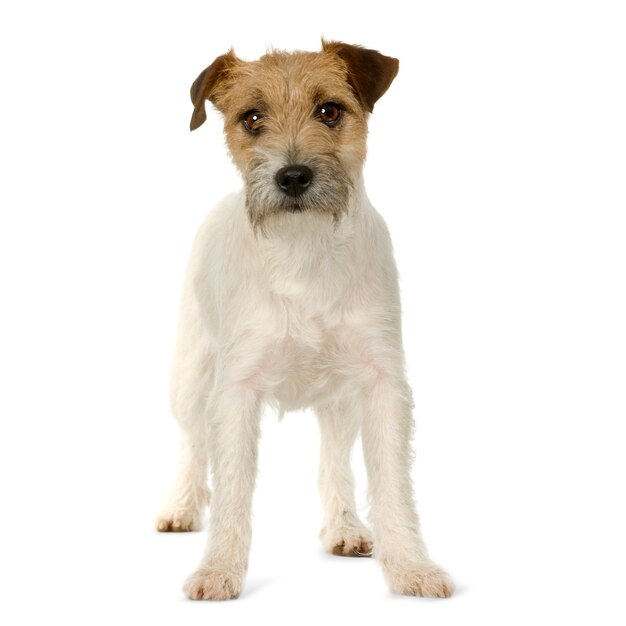 Jack russell hond