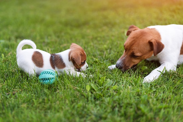 Jack Russell-honden die op grasweide spelen. Puppy en volwassen hond buiten in het park, zomer.