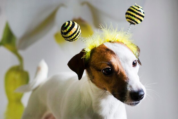 Jack russell in de rand in de vorm van bijen