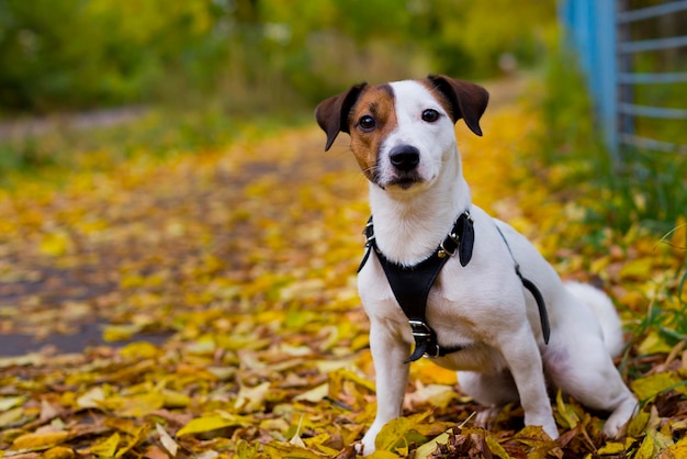 Jack Russell in herfstgebladerte