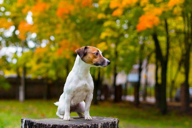 Jack Russell in herfstpark