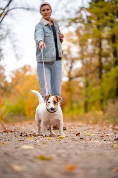 Jack Russell is pulling the leash. Woman walk with dog in autumn park