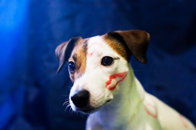 Jack Russell kissing on blue background