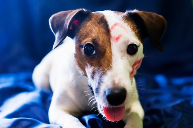 青い背景にキスするジャックラッセル