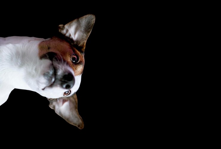 Jack Russell lachend gezicht