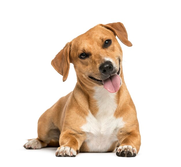 Jack russell lying and panting, isolated on white