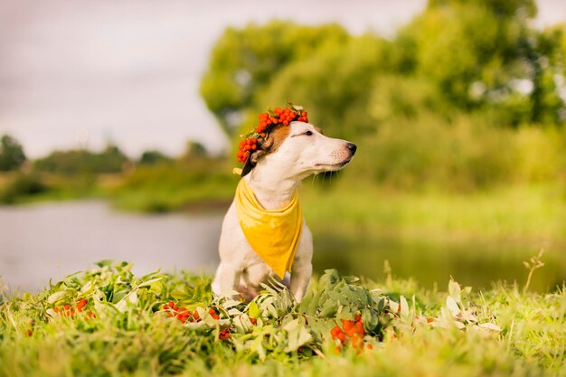 Jack Russell met een krans op het hoofd van essenherfst