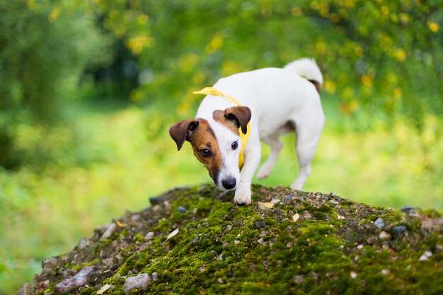 Jack Russell in nature in the yellow handkerchiefxA