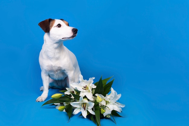 Jack Russell op een blauwe ondergrond met bloemen