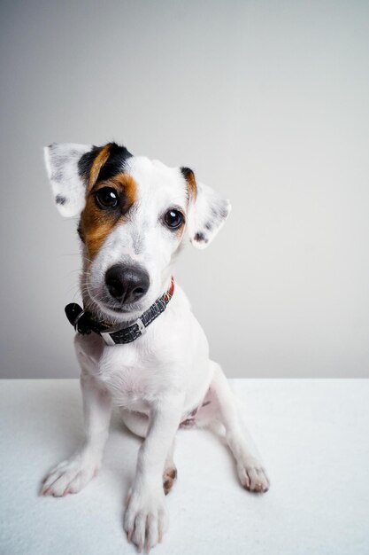 Foto jack russell puppy, hoe heet je?