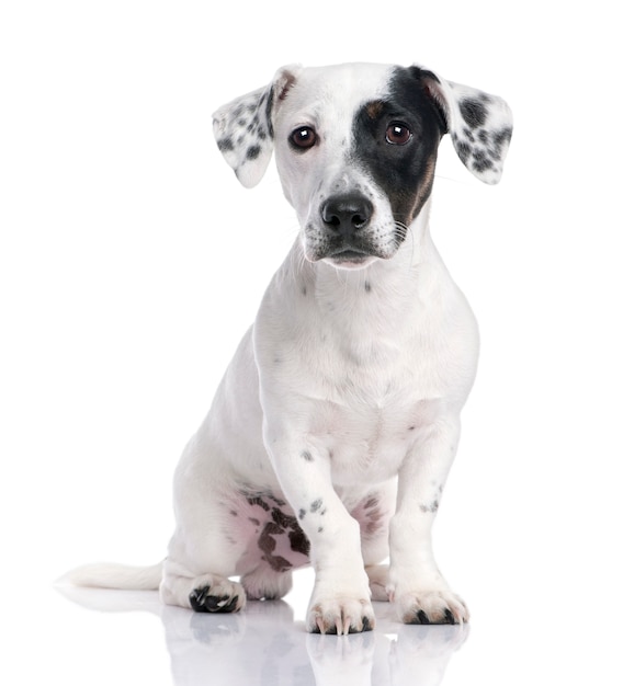 Jack russell puppy  