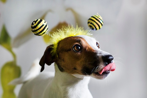 Jack Russell in the rim in the form of bees