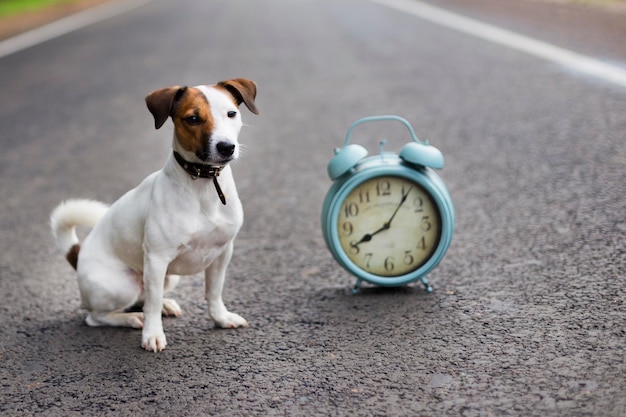 Jack Russell on the road with the clock