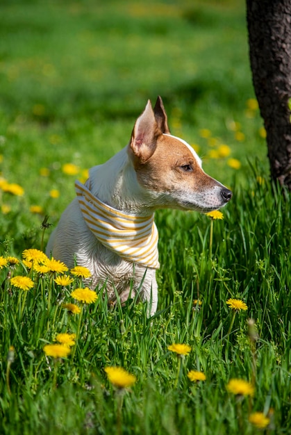 Jack Russell in a scarf on the grass