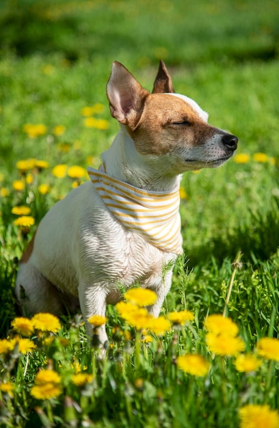 Jack Russell in a scarf on the grass