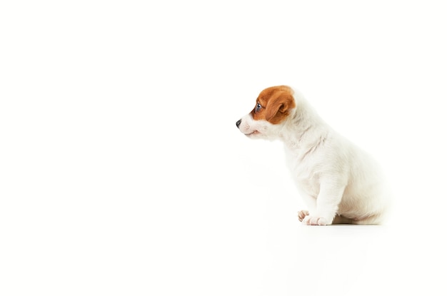 Hình nền Powerpoint chó Jack Russell - Với hình ảnh chú chó Jack Russell đáng yêu ngồi ngắm nhìn sang trái trên một nền màu xanh da trời tươi sáng, hình nền Powerpoint này chắc chắn sẽ gợi lên sự đáng yêu và tinh tế cho bài thuyết trình của bạn. Với hình ảnh chất lượng cao và thiết kế độc đáo, bạn sẽ chắc chắn không thể bỏ qua nó.