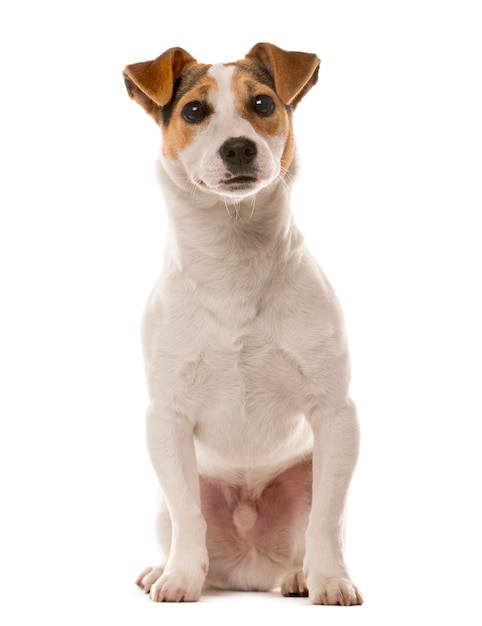 Jack Russell sitting in front of a white wall