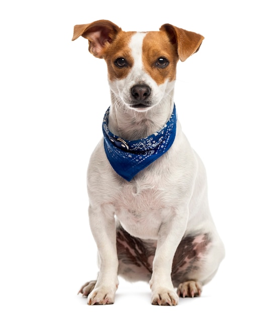 Jack Russell sitting in front of a white wall