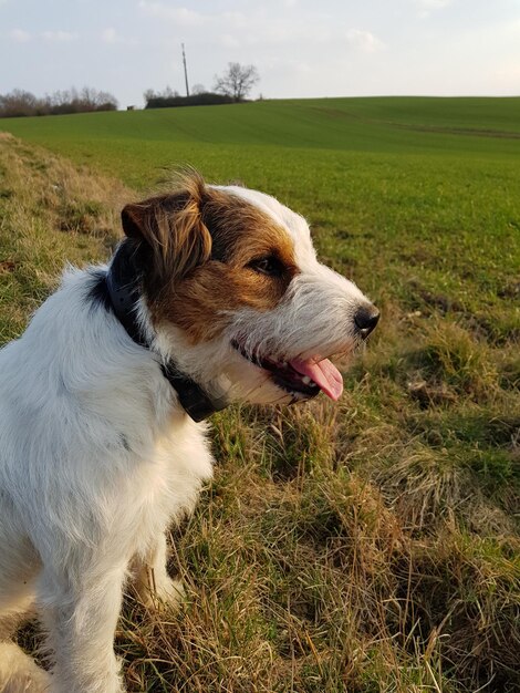 Photo jack russell sonnenlicht