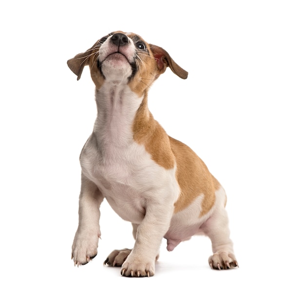 Jack russell standing looking up, isolated on white