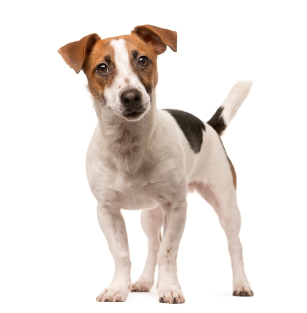 Jack Russell standing up and looking at the camera isolated on white