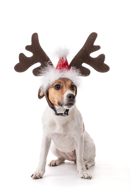 Jack Russell in studio for the Christmas holidaysxA