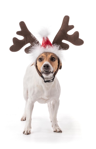 Jack Russell in studio for the Christmas holidaysxA