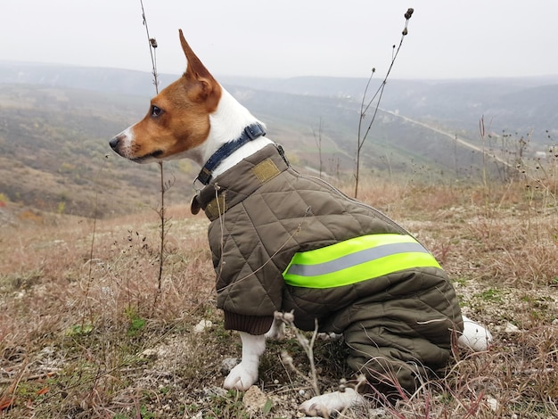 Jack russell terier camping mountain