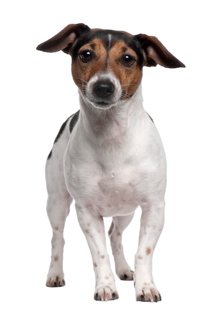 Jack Russell Terrier, 2 years old. Dog portrait isolated