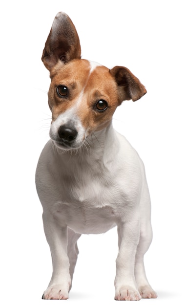 Jack Russell Terrier (2 years old)