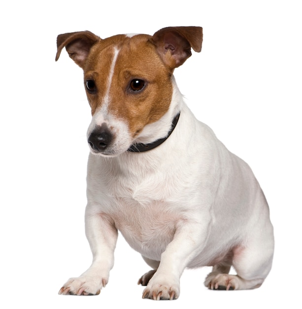 Jack Russell Terrier, 3 jaar oud. Geïsoleerd hondportret