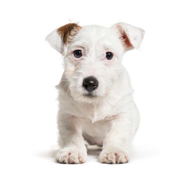 Jack Russell Terrier, 3 months old, lying in front of white background