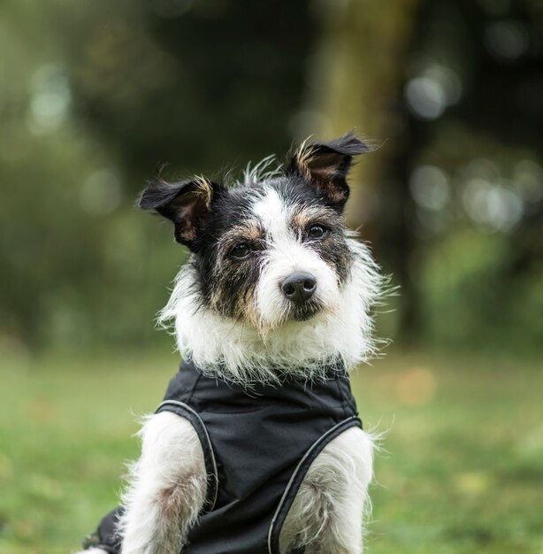 Jack Russell Terrier, 3 years old, in park