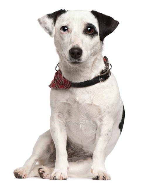 Jack Russell Terrier, 3 years old, sitting