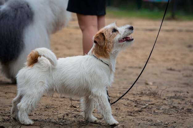 写真 ジャック・ラッセル・テリアーが犬展に出演する