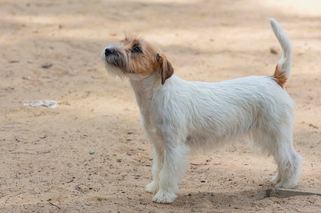 Jack Russell Terrier a breed of hunting dogs