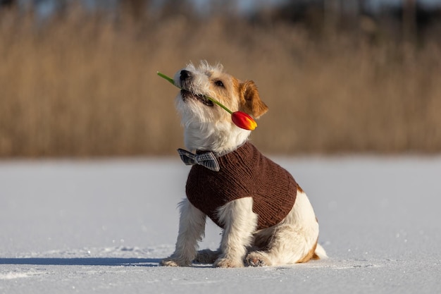 Jack Russell Terrier in a brown knitted sweater is dredging in the mouth of a spring flower Dog on ice with a tulip in the background of the forest