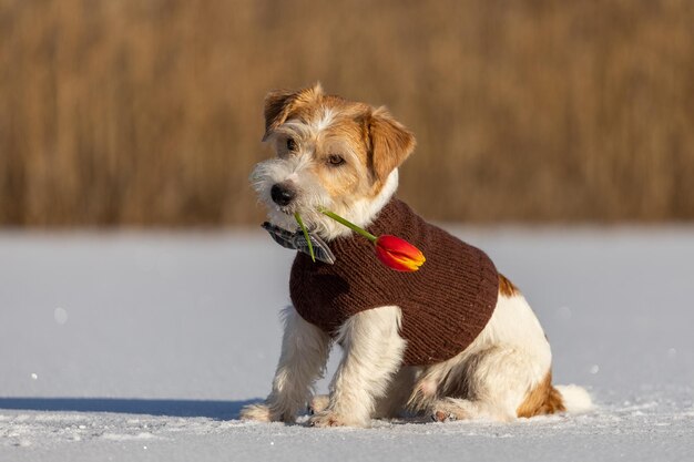 Jack Russell Terrier in a brown knitted sweater is dredging in the mouth of a spring flower Dog on ice with a tulip in the background of the forest